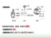 人教版八年级生物上册第五单元第四章第三节真菌课件