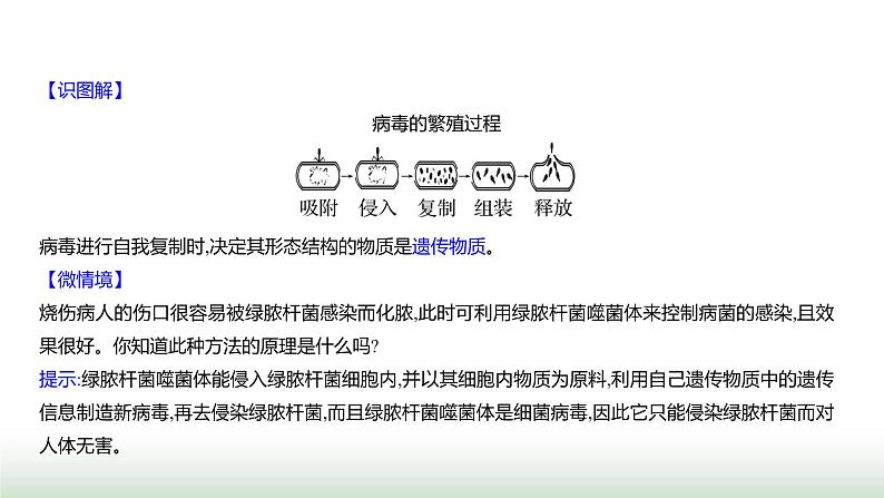 人教版八年级生物上册第五单元第五章病毒课件第7页