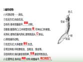 人教版八年级生物上册期末基础全回顾课件