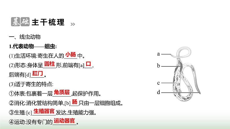 人教版八年级生物上册第五单元第一章第二节线虫动物和环节动物课件第2页