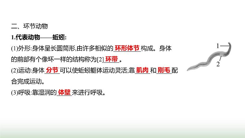 人教版八年级生物上册第五单元第一章第二节线虫动物和环节动物课件第4页