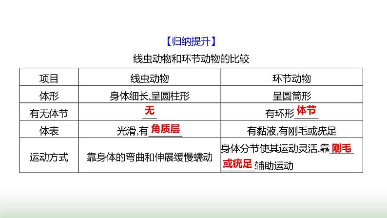 人教版八年级生物上册第五单元第一章第二节线虫动物和环节动物课件第6页