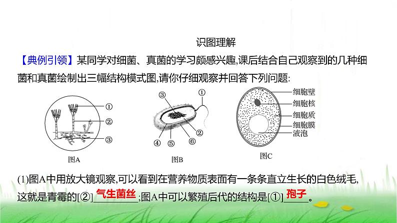 人教版七年级生物上册素养提升专项课件02