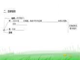 人教版七年级生物上册第二单元第一章第一节藻类、苔藓植物和蕨类植物课件