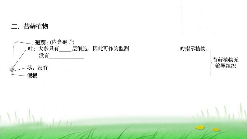 人教版七年级生物上册第二单元第一章第一节藻类、苔藓植物和蕨类植物课件第3页