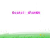 人教版七年级生物上册综合实践项目1制作细胞模型课件