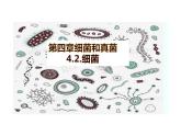 细菌课件人教版生物八年级上册