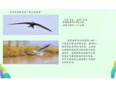 鸟课件人教版八年级生物上册第五单元生物圈中的其他生物第一章动物的主要类群