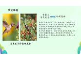 鸟课件人教版八年级生物上册第五单元生物圈中的其他生物第一章动物的主要类群