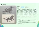 鸟课件人教版八年级生物上册第五单元生物圈中的其他生物第一章动物的主要类群
