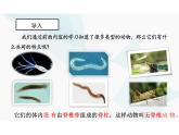 5.1.4鱼 课件 人教版 八年级上册生物学
