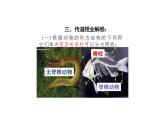 人教版八年级生物上册第五单元生物圈中的其他生物第一章  动物的主要类群 第四节 鱼