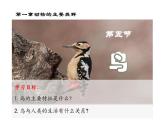 人教版生物八年级上册5.1.6《鸟》课件