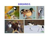 人教版生物八年级上册5.1.6《鸟》课件