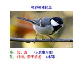 人教版生物八年级上册5.1.6《鸟》课件