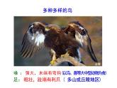 人教版生物八年级上册5.1.6《鸟》课件