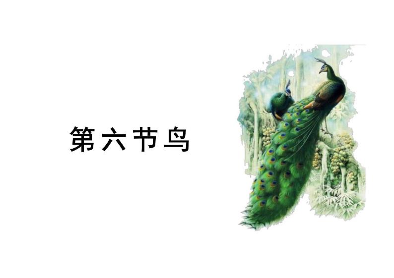 人教版生物八年级上册5.1.6-《鸟》课件02