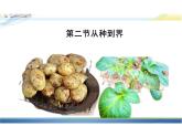 6.1.2从种到界课件人教版生物八年级上册