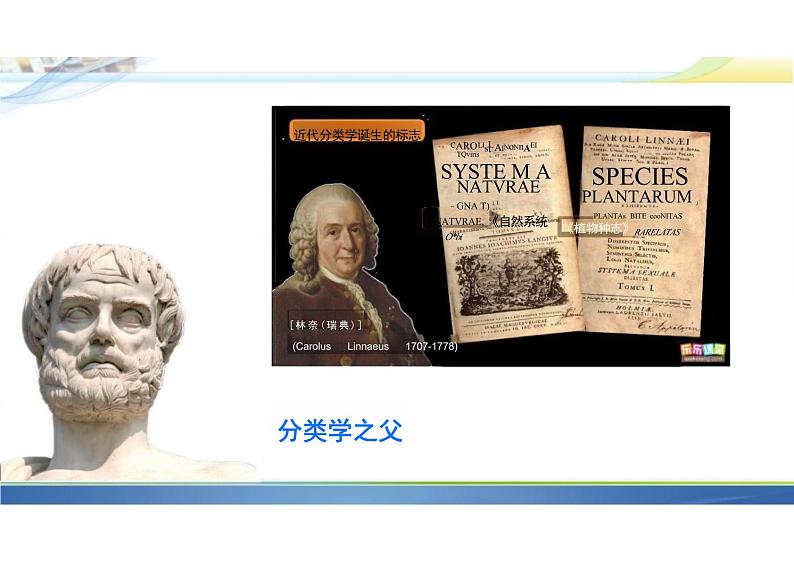 6.1.2从种到界课件人教版生物八年级上册第3页