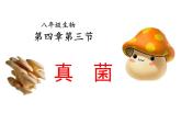 5.4.3 真菌 课件 人教版生物八年级上册