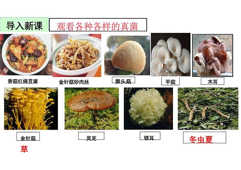 5.4.3 真菌 课件 人教版生物八年级上册第3页