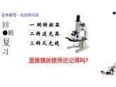 5.4.3 真菌 课件 人教版生物八年级上册