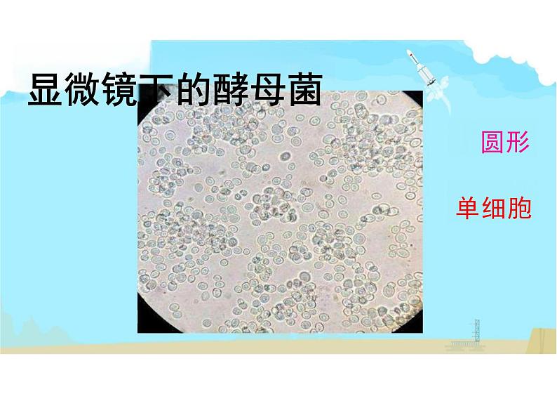 5.4.3 真菌 课件 人教版生物八年级上册第6页