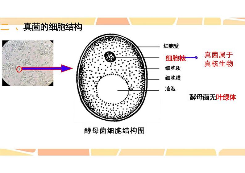 5.4.3 真菌 课件 人教版生物八年级上册第7页