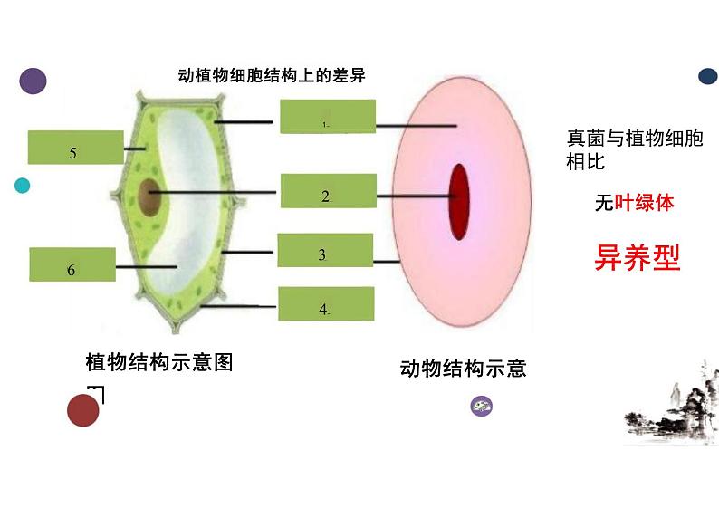 5.4.3 真菌 课件 人教版生物八年级上册第8页