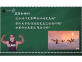 5.2.1 动物的运动 课件 人教版生物八年级上册