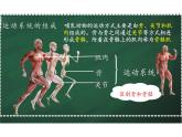 5.2.1 动物的运动 课件 人教版生物八年级上册
