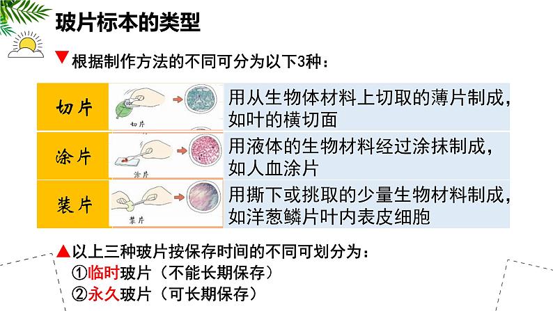 人教版生物七年级上册1.2.2《植物细胞》（教学课件）03