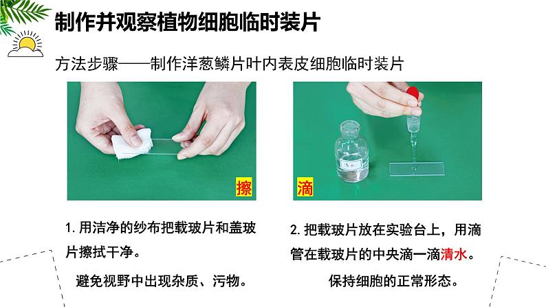 人教版生物七年级上册1.2.2《植物细胞》（教学课件）05