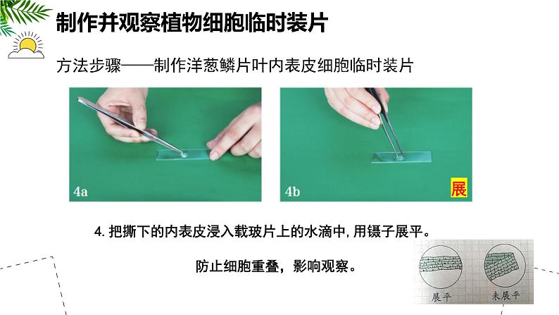 人教版生物七年级上册1.2.2《植物细胞》（教学课件）07