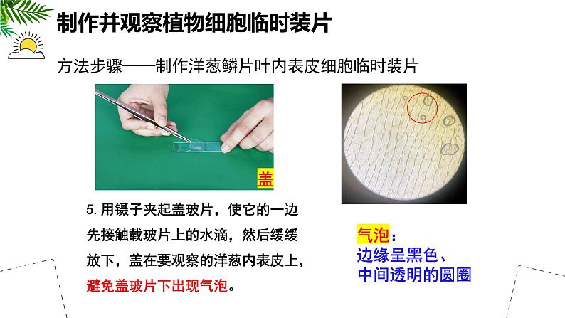 人教版生物七年级上册1.2.2《植物细胞》（教学课件）08