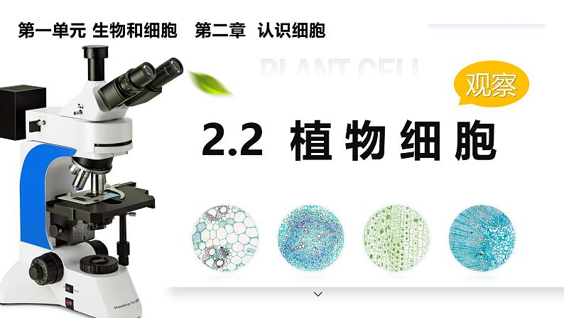 人教版生物七年级上册1.2.2《植物细胞》课件第2页