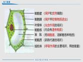 人教版生物七年级上册1.2.3《动物细胞》课件