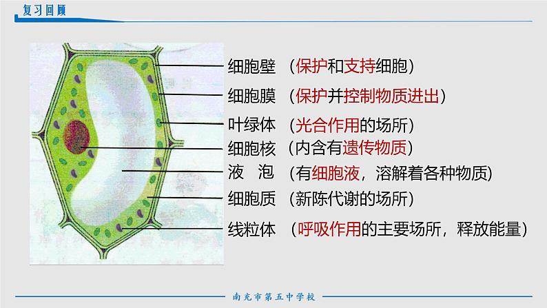 人教版生物七年级上册1.2.3《动物细胞》课件02