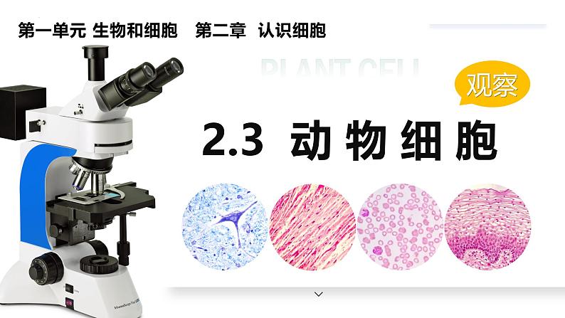 人教版生物七年级上册1.2.3《动物细胞》课件03