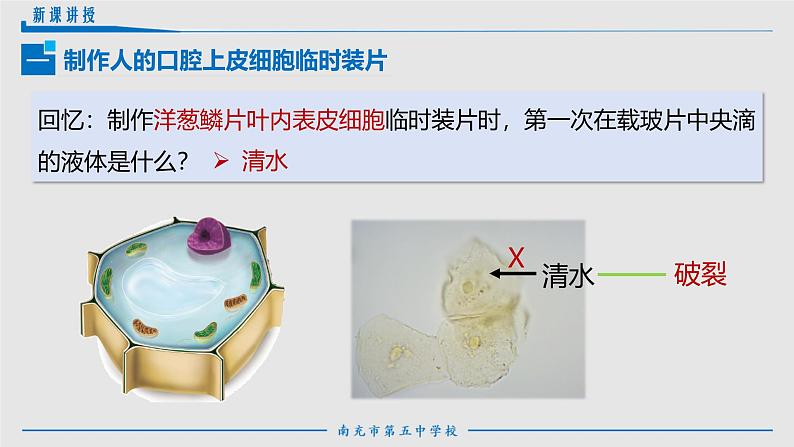 人教版生物七年级上册1.2.3《动物细胞》课件07