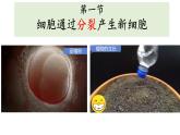 人教版生物七年级上册1.3.1《细胞通过分裂产生新细胞》教学课件