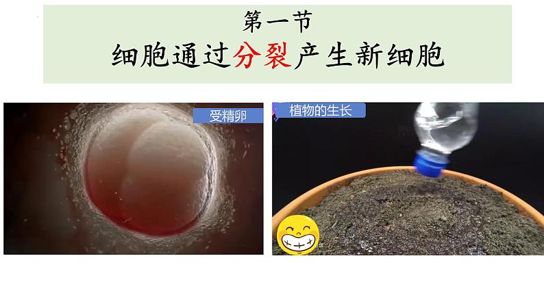人教版生物七年级上册1.3.1《细胞通过分裂产生新细胞》教学课件02