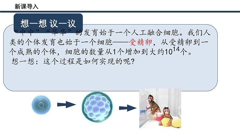 人教版生物七年级上册1.3.1《细胞通过分裂产生新细胞》教学课件04