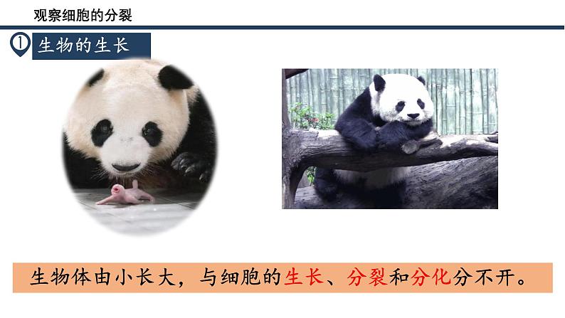 人教版生物七年级上册1.3.1《细胞通过分裂产生新细胞》教学课件05