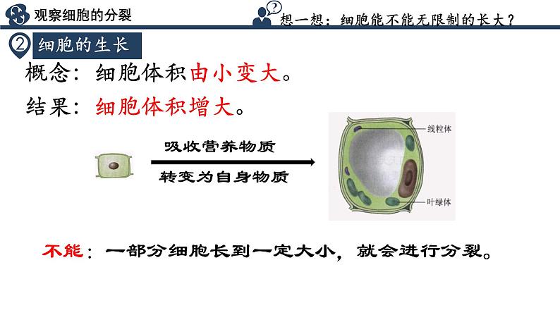 人教版生物七年级上册1.3.1《细胞通过分裂产生新细胞》教学课件06
