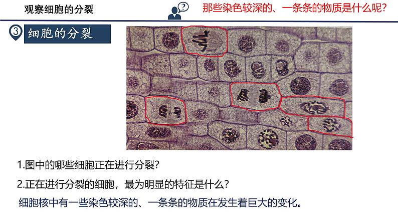 人教版生物七年级上册1.3.1《细胞通过分裂产生新细胞》教学课件07