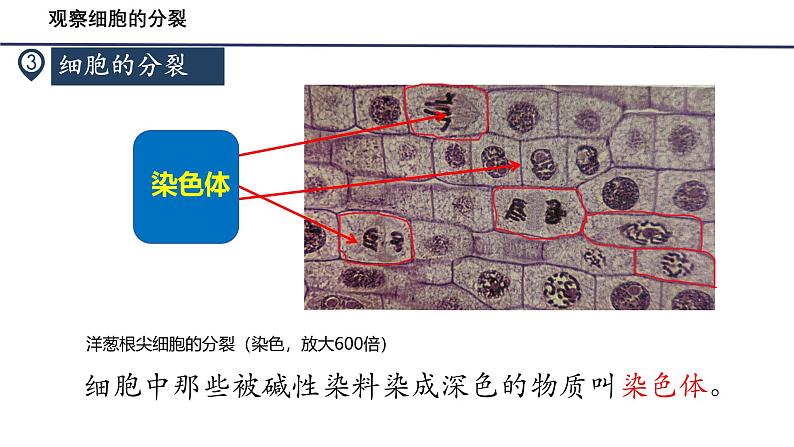 人教版生物七年级上册1.3.1《细胞通过分裂产生新细胞》教学课件08