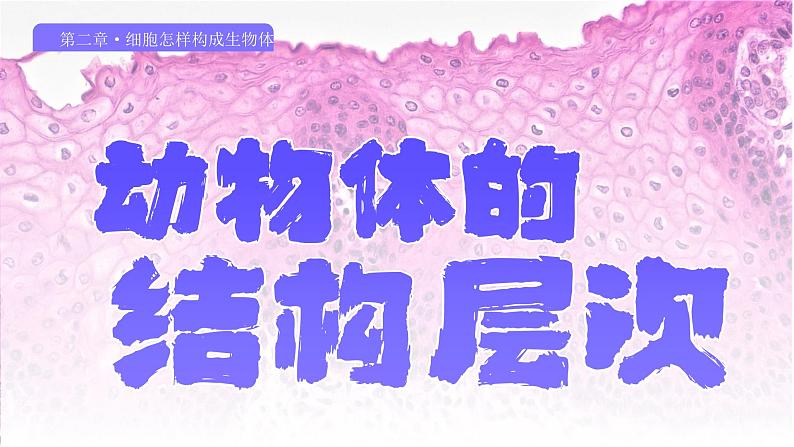 人教版生物七年级上册1.3.2《动物体的结构层次》（教学课件）第1页