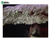 人教版生物七年级上册1.3.2《动物体的结构层次》（教学课件）