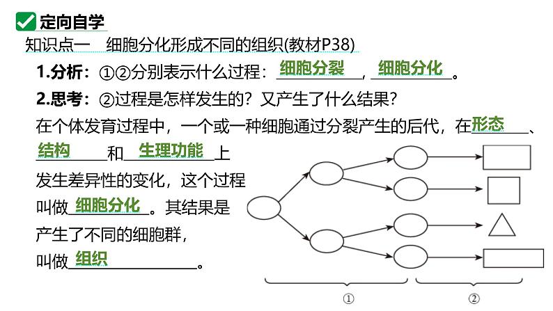 人教版生物七年级上册1.3.2《动物体的结构层次》（教学课件）第5页